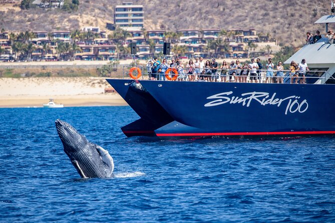 Cabo San Lucas Whale Watching Lunch Cruise - What the $115 price really covers