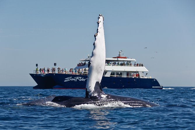 Cabo San Lucas Whale Watching Lunch Cruise - A fresh Mexican buffet at sea