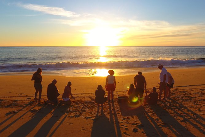 Cabo Turtle Release - Key points to know before you book