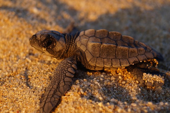 Cabo Turtle Release - Meeting the marine biologist before the release