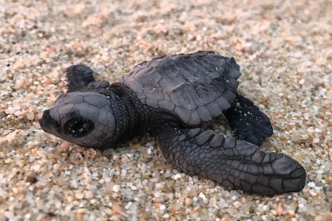 Cabo Turtle Release - Releasing the hatchlings in a bowl