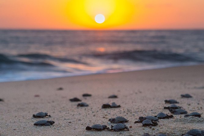 Cabo Turtle Release - What the $109 price includes