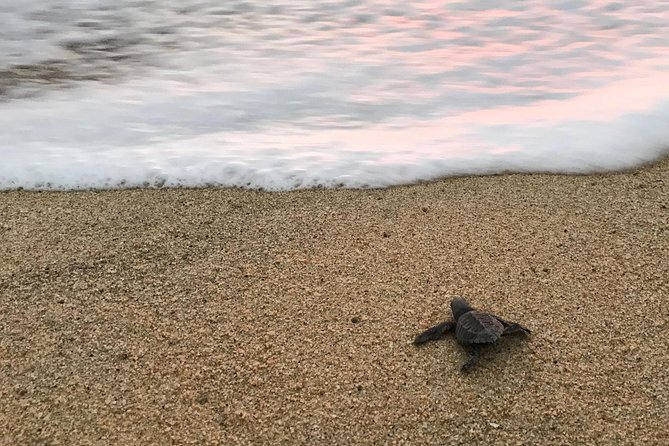 Cabo Turtle Release - Is it suitable for children and older adults?