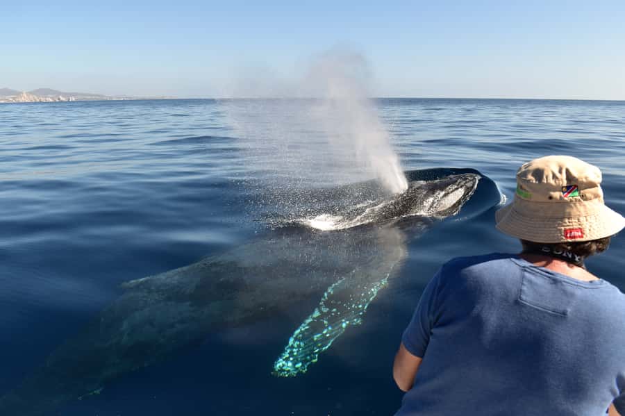 Cabo: Whale-Whatching Boat Trip w/ All-Women Crew and Photos - Key points to know before booking