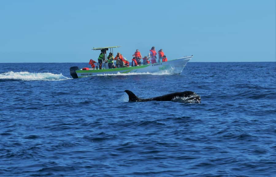 Cabo: Whale-Whatching Boat Trip w/ All-Women Crew and Photos - A two-hour boat trip with a useful purpose