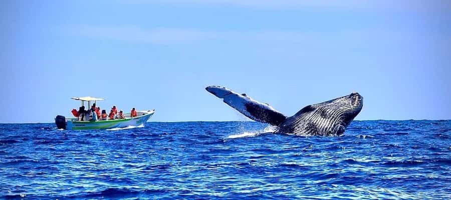 Cabo: Whale-Whatching Boat Trip w/ All-Women Crew and Photos - The Arch and Cabo’s famous shoreline