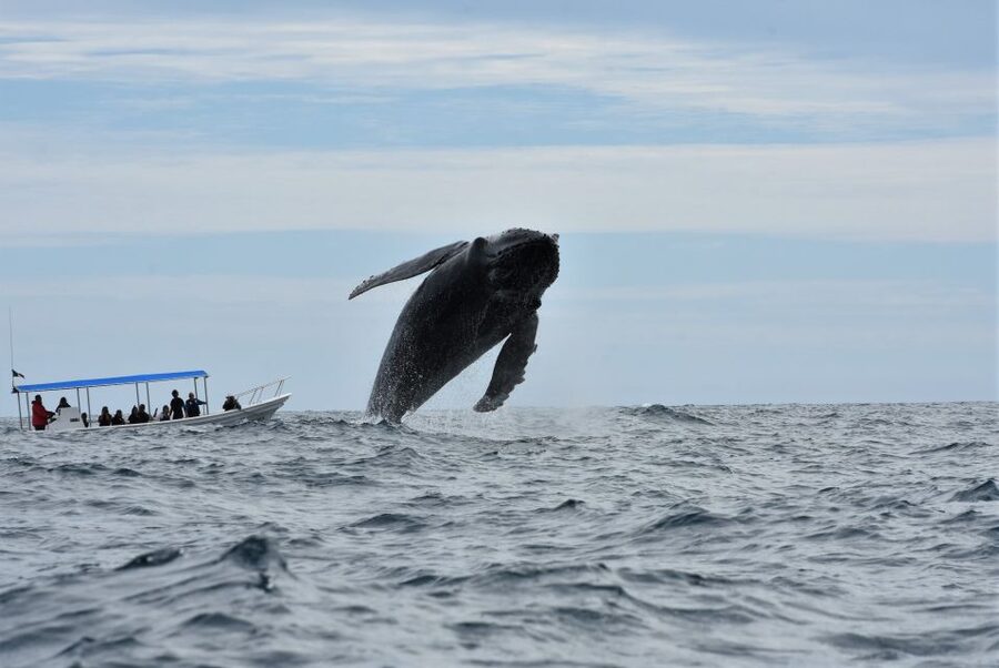 Cabo: Whale-Whatching Boat Trip w/ All-Women Crew and Photos - Searching the Pacific or Sea of Cortez