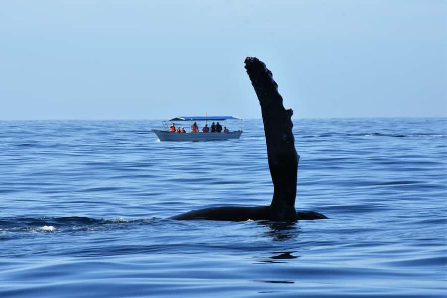Cabo: Whale-Whatching Boat Trip w/ All-Women Crew and Photos - Why the marine biologist changes the experience