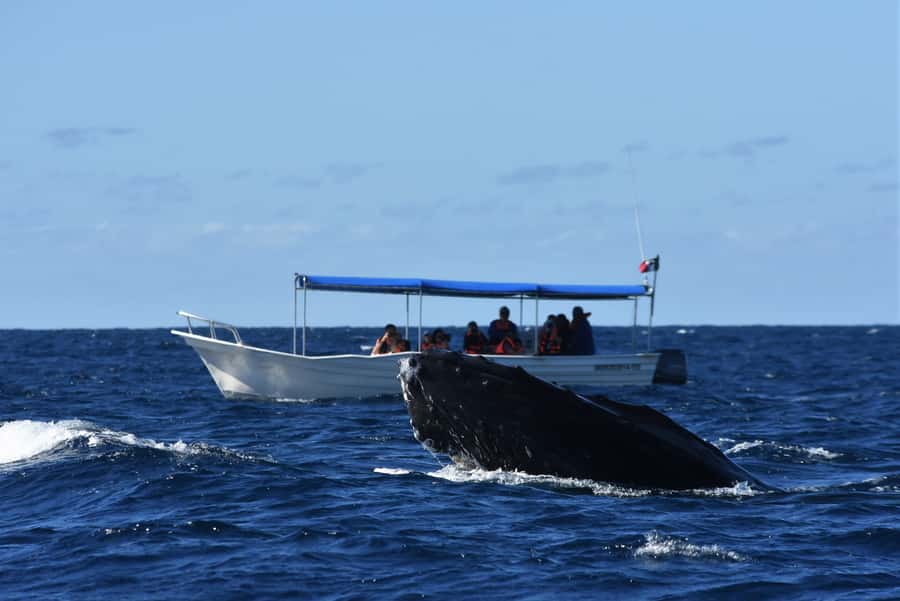 Cabo: Whale-Whatching Boat Trip w/ All-Women Crew and Photos - Hearing the whales sing through a hydrophone