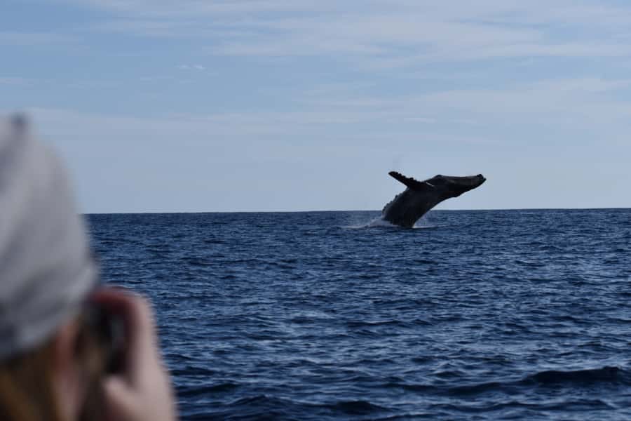 Cabo: Whale-Whatching Boat Trip w/ All-Women Crew and Photos - Respect for whales is part of the appeal