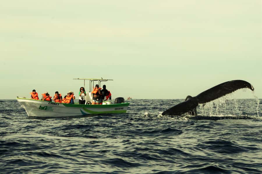 Cabo: Whale-Whatching Boat Trip w/ All-Women Crew and Photos - Meeting at La Terminal de Cabo