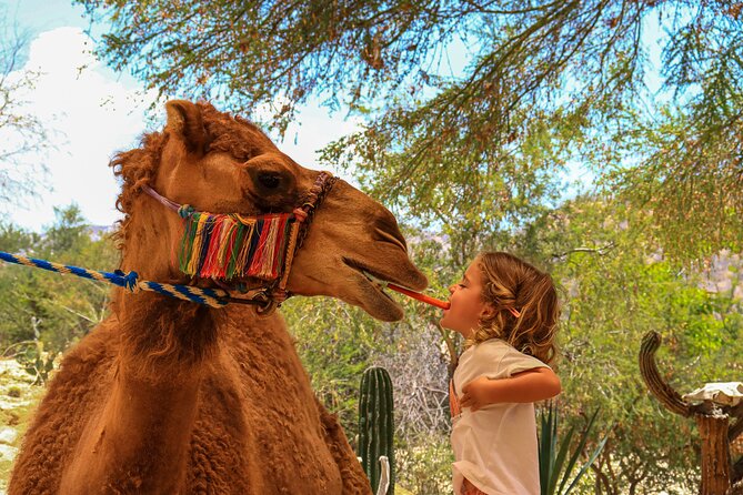 Camel Ride in the Canyon + Thrilling Water-Slides & Snacks - Who should book this camel ride?