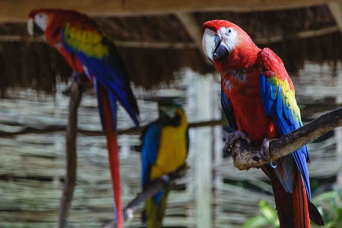 Cancun Extreme Zipline Canopy Tour - The Cenote Is the Best Change of Pace