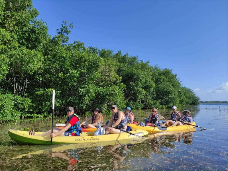 Cancun: Kayaking Tour in Nichupte Lagoon - Wildlife, from herons to baby crocodiles