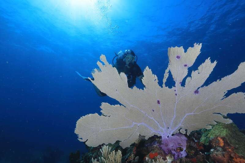 Cancun: Scuba Diving for Beginners, 2 Dives - First descent: MUSA Underwater Museum
