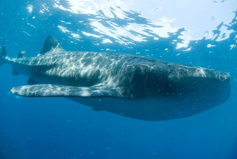 Cancún: Swim with Whale Sharks - Quick takeaways