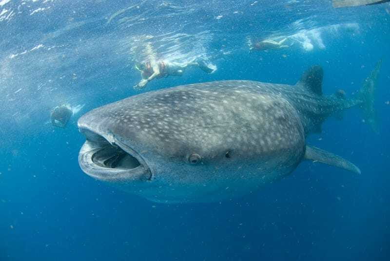 Cancún: Swim with Whale Sharks - Leaving Cancún before the heat