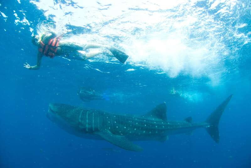Cancún: Swim with Whale Sharks - Meeting whale sharks near Isla Contoy