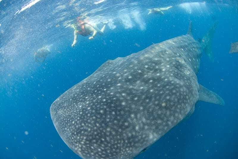 Cancún: Swim with Whale Sharks - What the small boat arrangement means