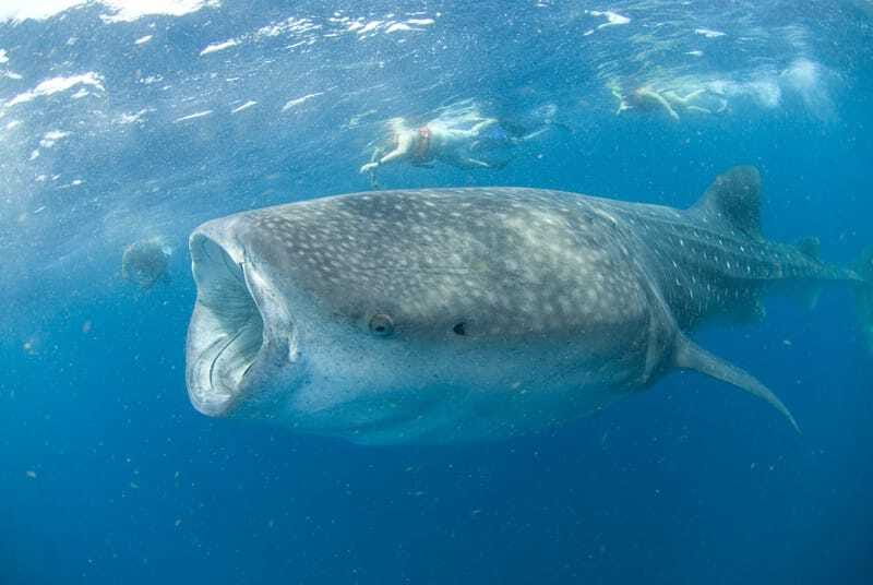 Cancún: Swim with Whale Sharks - Is $160 a fair price?