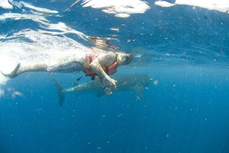 Cancún: Swim with Whale Sharks - Best preparation for a better day