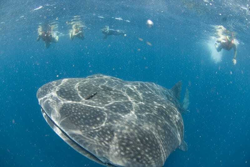 Cancún: Swim with Whale Sharks - The speedboat ride to the reserve