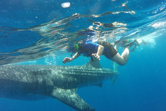 Cancun Whale Shark Encounter - Key points to know before booking