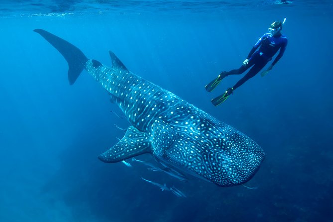 Cancun Whale Shark Encounter - What the Cancun whale shark trip is really like