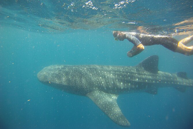 Cancun Whale Shark Encounter - Responsible rules improve the encounter