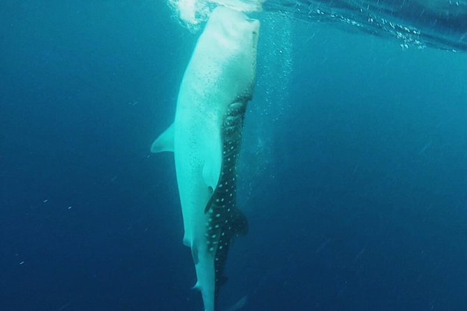 Cancun Whale Shark Encounter - Playa Norte gives the day a softer ending