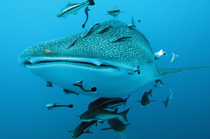 Cancun Whale Shark Encounter - Is $210 a fair price?