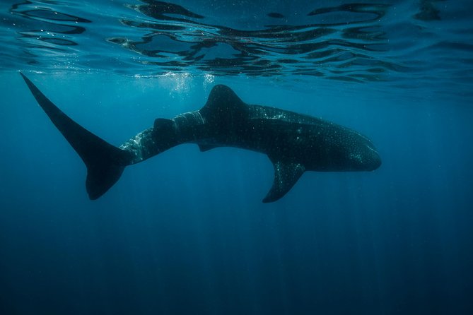 Cancun Whale Shark Encounter - The guides and boat crew make the difference