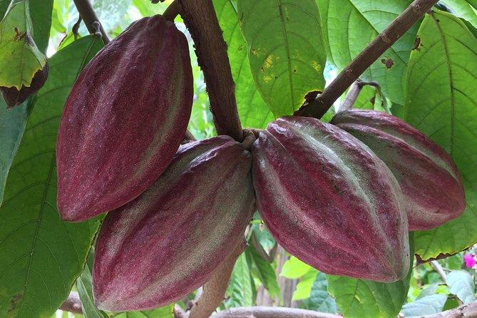 Chocolate Tour in Vallarta - Cutting open a real cacao pod