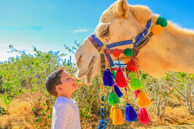 Combo Off Road 4x4 UTV Camel Ride Lunch and Tequila Tasting - Lunch at the oceanfront restaurant