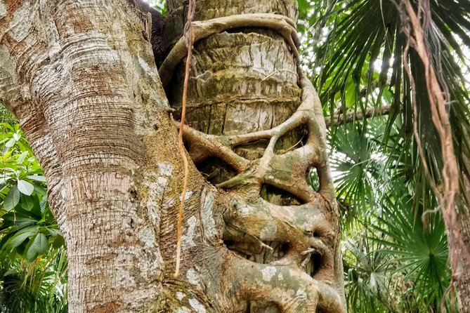 Costa Maya Shore Excursion: Chacchoben Day Trip - Jungle sounds, plants, and possible wildlife