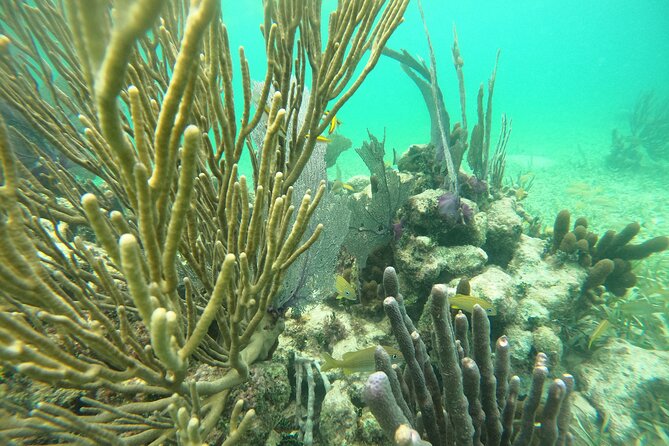 Costa Maya, snorkeling on the reef with fish, looking for turtles - Reaching Mahahual from the cruise port