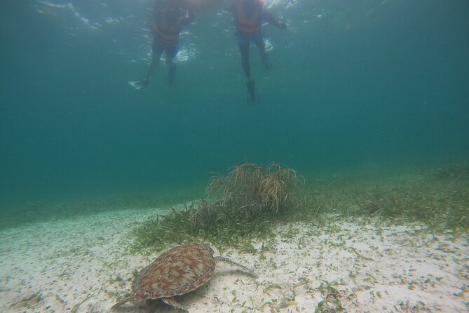 Costa Maya, snorkeling on the reef with fish, looking for turtles - Free GoPro photos after the swim