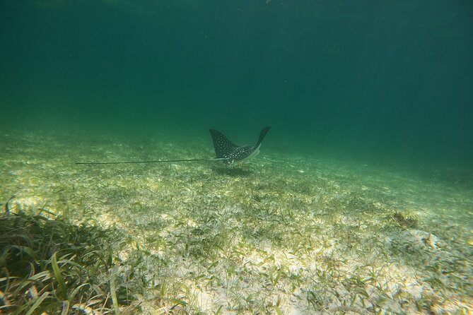 Costa Maya, snorkeling on the reef with fish, looking for turtles - Beach club time after snorkeling