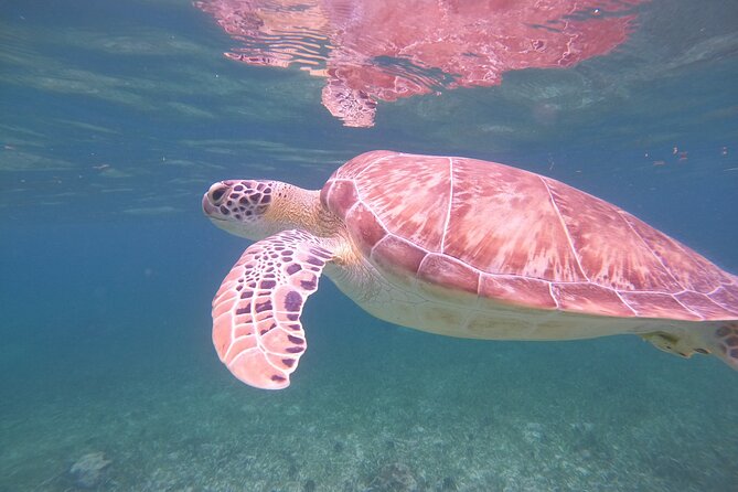 Costa Maya, snorkeling on the reef with fish, looking for turtles - Is $30 a good value?