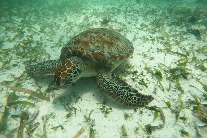 Costa Maya, snorkeling on the reef with fish, looking for turtles - A calm start at the beach club