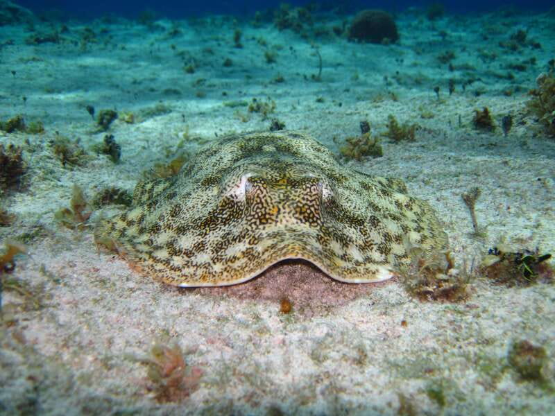Cozumel: El Cielo & Palancar Snorkel with Open Bar & Ceviche - What you see at Palancar Reef