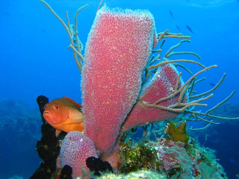 Cozumel: El Cielo & Palancar Snorkel with Open Bar & Ceviche - El Cielo and its famous starfish