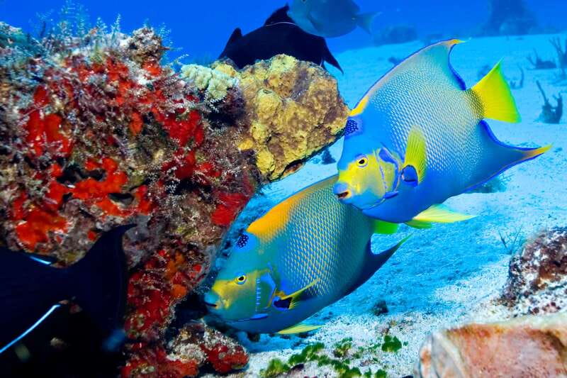 Cozumel: El Cielo & Palancar Snorkel with Open Bar & Ceviche - Safety, guides, and the feel of the outing