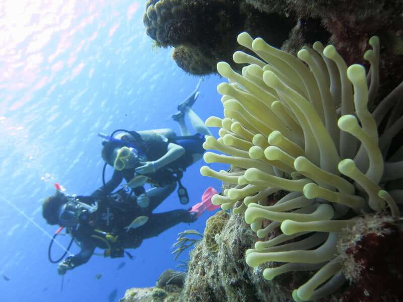 Cozumel: One Tank Scuba Dive and Full Chankanaab Park Access - The best guide qualities to look for