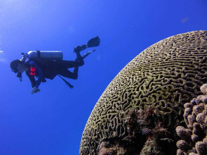 Cozumel: One Tank Scuba Dive and Full Chankanaab Park Access - The two-hour schedule and the underwater time