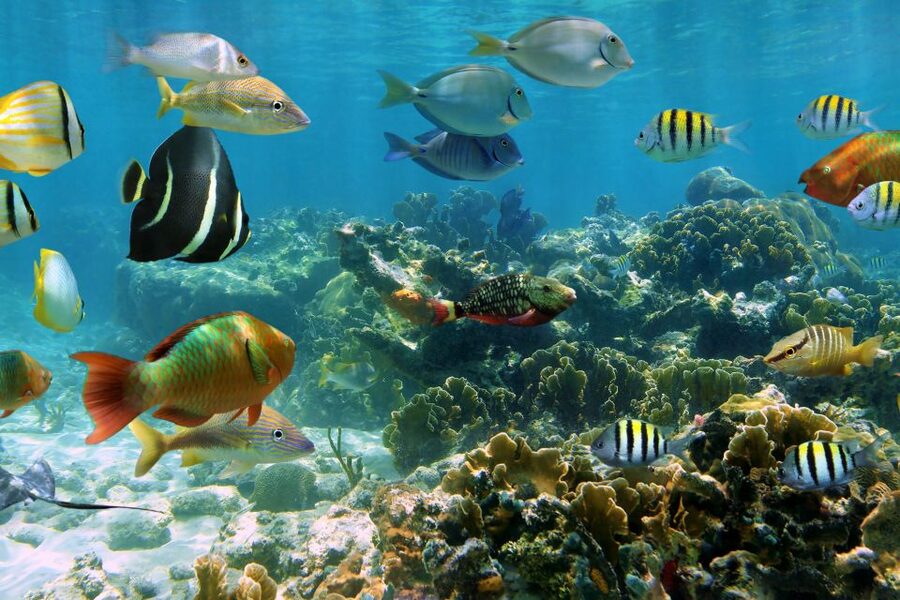 Cozumel: One Tank Scuba Dive and Full Chankanaab Park Access - Photos, videos, and practical extras