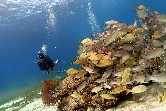 Cozumel Scuba Dive at Chankanaab - The reef, caves, and underwater sculptures