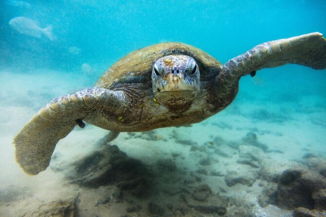 Cozumel Snorkeling Tour at Palancar & Colombia Reefs and El Cielo - Key points at a glance