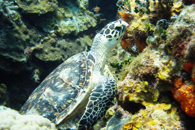 Cozumel Snorkeling Tour at Palancar & Colombia Reefs and El Cielo - El Cielo: starfish, sandbar, and rays in shallow water