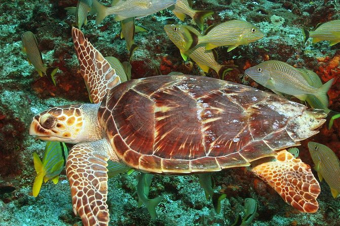 Cozumel Snorkeling Tour at Palancar & Colombia Reefs and El Cielo - Equipment, sun protection, and physical demands